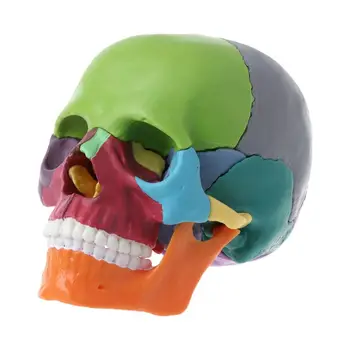 Y1UB 15 шт./компл. Анатомическая модель черепа в разобранном виде, съемный медицинский обучающий