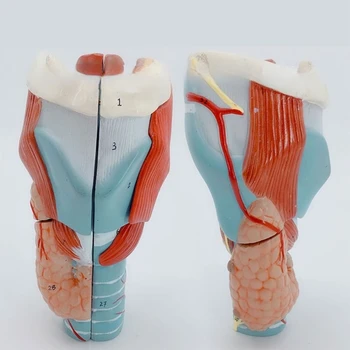 увеличенная в 2 раза модель анатомии человеческого горла для изучения заболеваний, анатомическая модель гортани, учебная модель анатомии горла